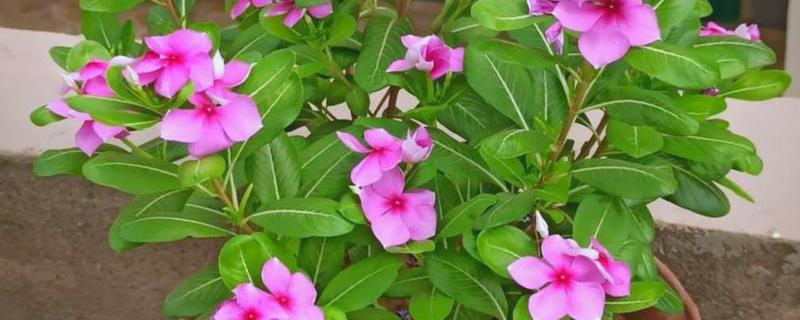 11月份有什么代表性的花卉,常见长春花、兰花等品种