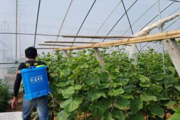 大棚黄瓜化瓜怎么防治,棚内温度过高需要放风降温