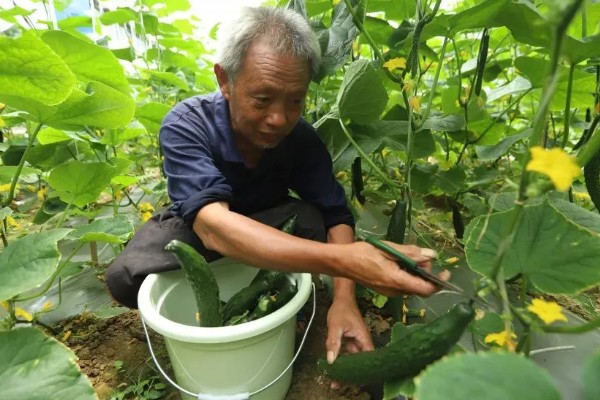 大棚黄瓜化瓜怎么防治,棚内温度过高需要放风降温