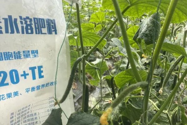 大棚黄瓜化瓜怎么防治,棚内温度过高需要放风降温