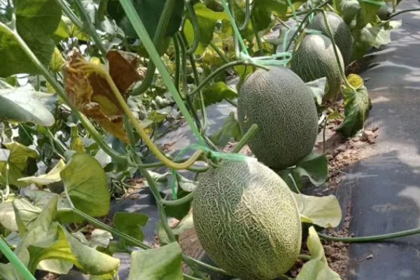 哈密瓜成熟所需时间,需要3-4个月左右