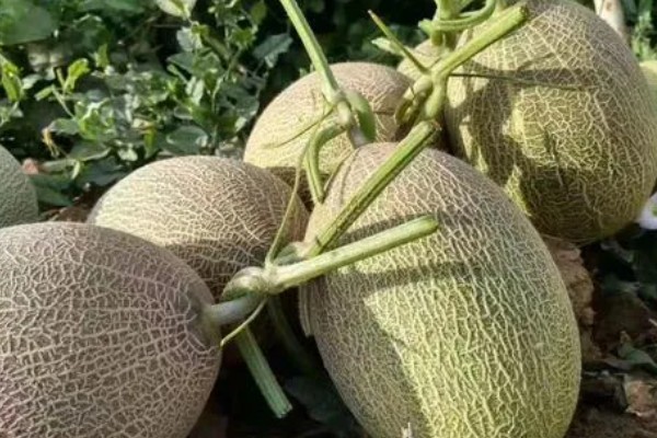 哈密瓜成熟所需时间,需要3-4个月左右
