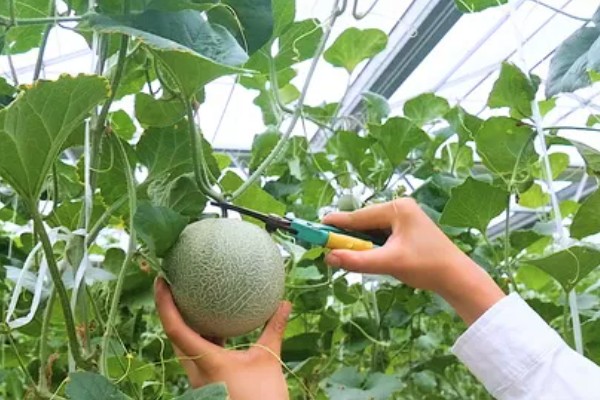 哈密瓜成熟所需时间,需要3-4个月左右