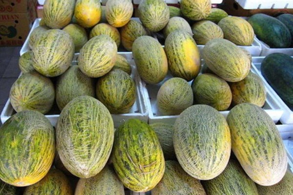 哈密瓜成熟所需时间,需要3-4个月左右
