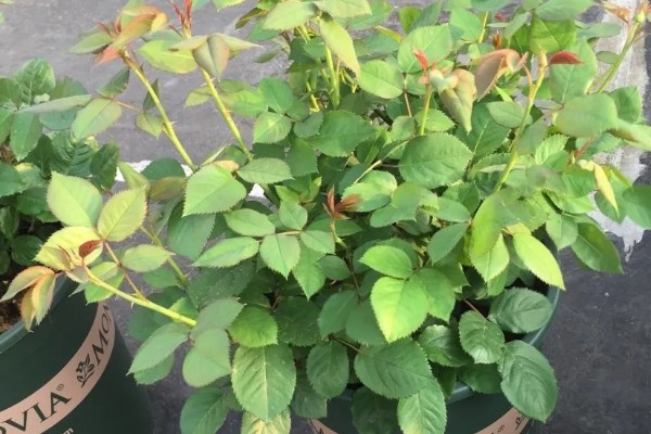 玫瑰花凋谢了如何解决,把不良枝叶剪除并喷洒多菌灵