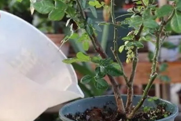 玫瑰花凋谢了如何解决,把不良枝叶剪除并喷洒多菌灵