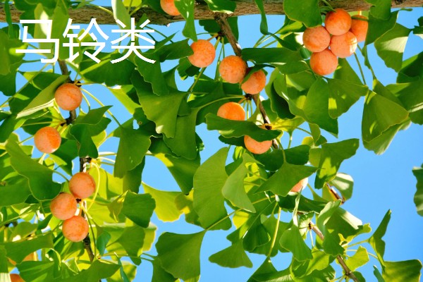 银杏的成熟时间,果实在9-10月份成熟