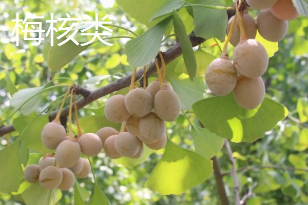 银杏的成熟时间,果实在9-10月份成熟
