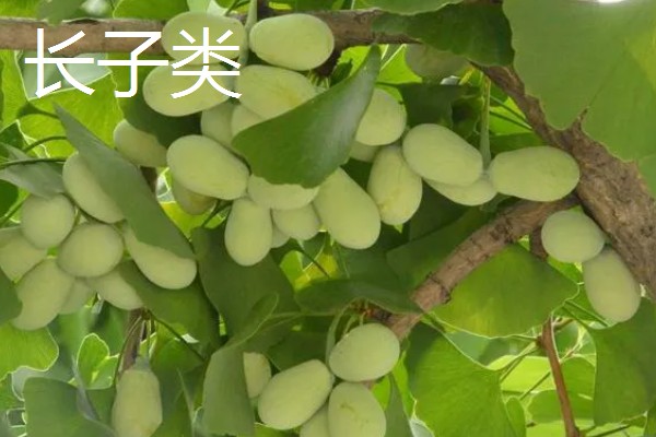 银杏的成熟时间,果实在9-10月份成熟