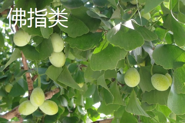 银杏的成熟时间,果实在9-10月份成熟