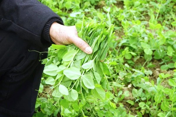 豌豆尖怎么种植,株距为20-25厘米