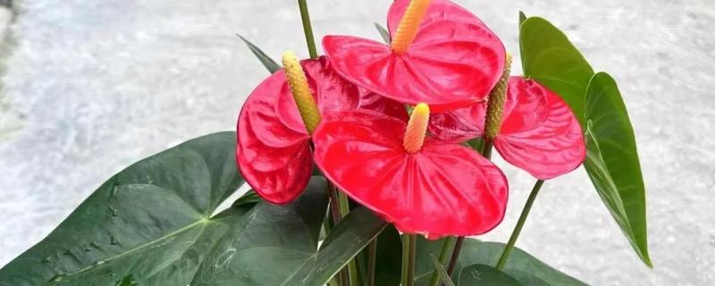 红掌花怎么养殖,每隔2天浇一次水