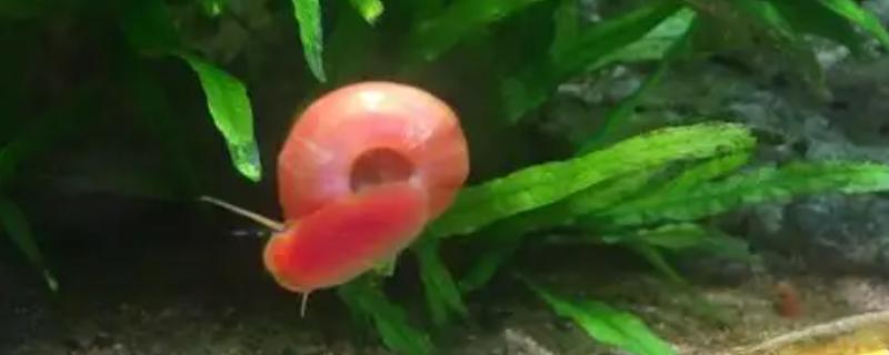 苹果螺的食物,喜欢吃藻类