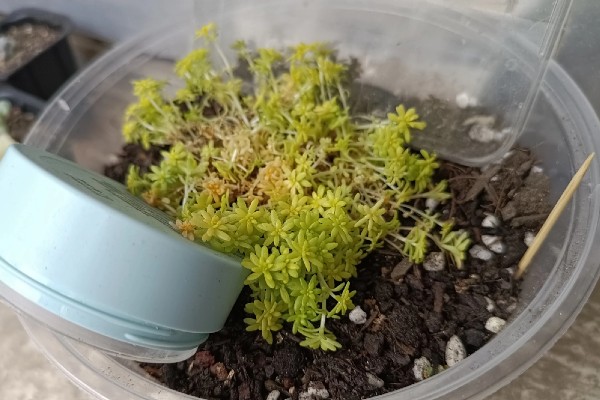 黄金万年草有没有老桩,养到一定程度会形成老桩