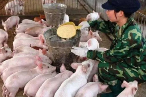仔猪黄白痢怎么用药治疗,卡那霉素、庆大霉素等药物可以选择