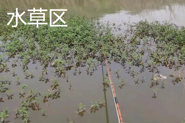 钓大鲫鱼如何避开麦穗鱼,麦穗鱼对粗颗粒粮食窝料不感兴趣
