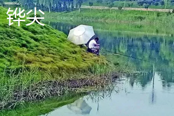 钓大鲫鱼如何避开麦穗鱼,麦穗鱼对粗颗粒粮食窝料不感兴趣