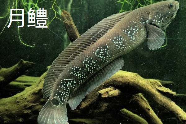 像黑鱼但不是黑鱼是哪种鱼,可能是月鳢、斑鳢等