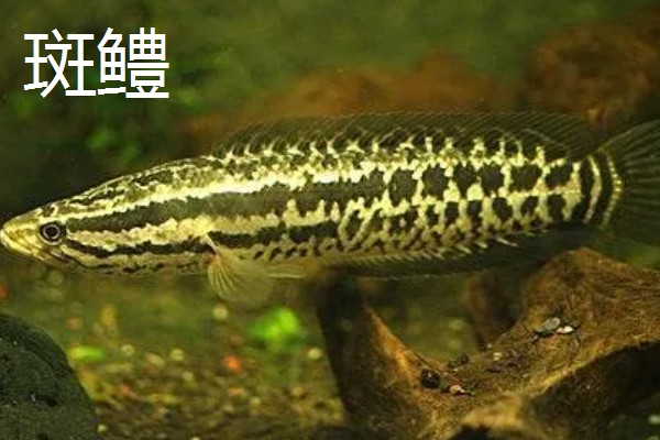 像黑鱼但不是黑鱼是哪种鱼,可能是月鳢、斑鳢等
