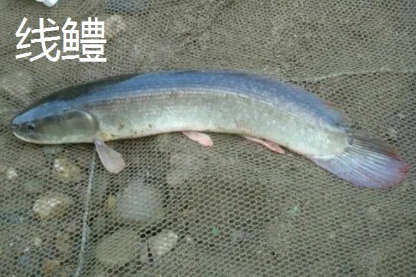像黑鱼但不是黑鱼是哪种鱼,可能是月鳢、斑鳢等