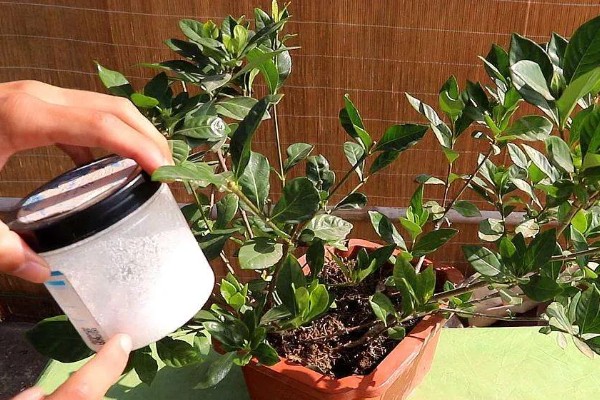 栀子花如何延长花期,首先要有合适的温度
