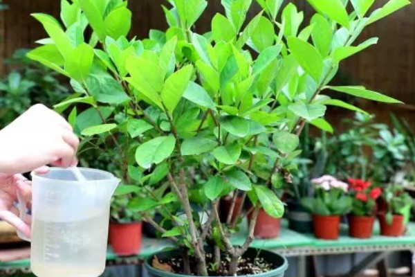 栀子花如何延长花期,首先要有合适的温度