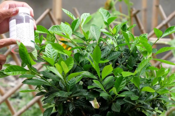 栀子花如何延长花期,首先要有合适的温度