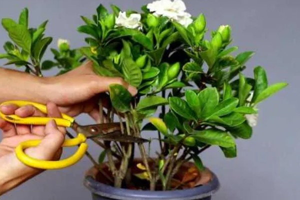 栀子花如何延长花期,首先要有合适的温度