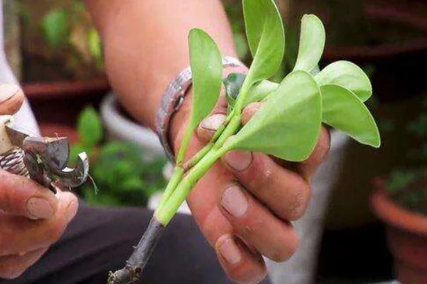 碧玉开花后如何修剪,花朵开败后需对其进行修剪