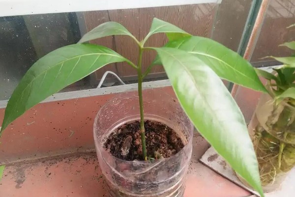 芒果苗的养护方法,夏秋季节保持盆土湿润