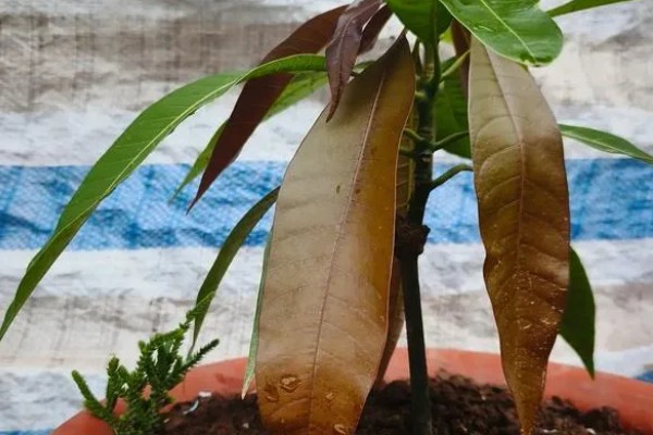 芒果苗的养护方法,夏秋季节保持盆土湿润