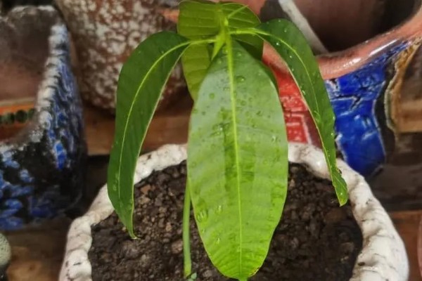 芒果苗的养护方法,夏秋季节保持盆土湿润