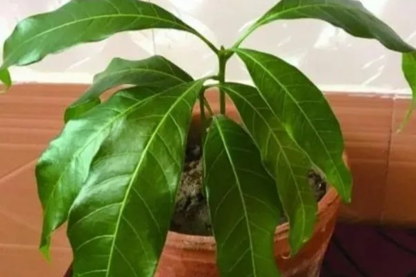 芒果苗的养护方法,夏秋季节保持盆土湿润
