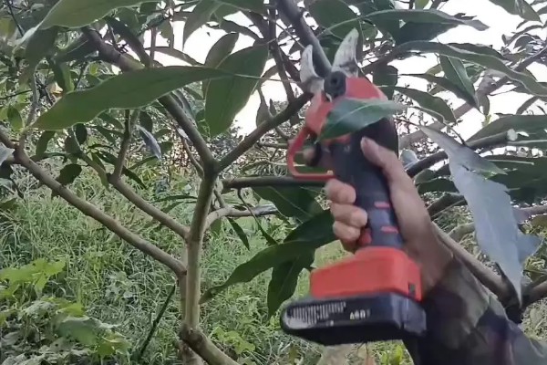 芒果苗的养护方法,夏秋季节保持盆土湿润