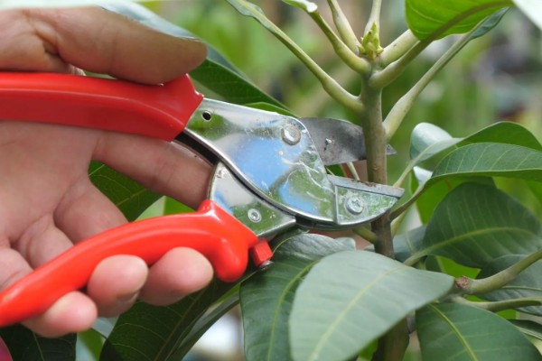 芒果苗的养护方法,夏秋季节保持盆土湿润