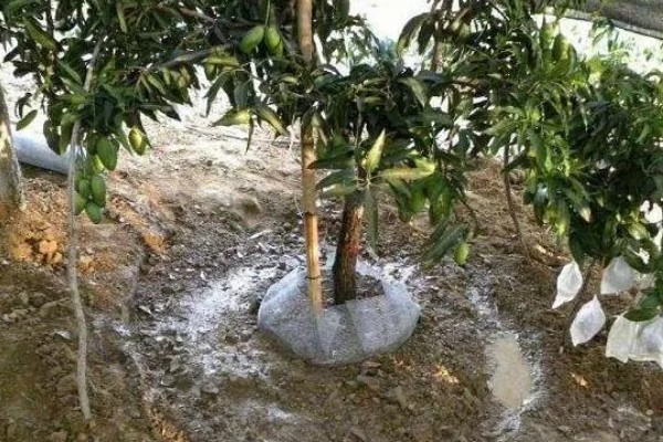 芒果苗的养护方法,夏秋季节保持盆土湿润