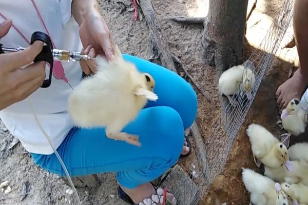 鹅苗打疫苗的位置,肩膀和胸部肌肉多的地方都是适宜选择