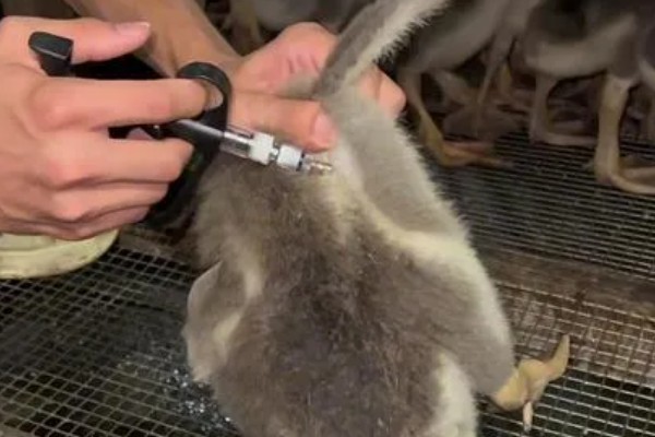鹅苗打疫苗的位置,肩膀和胸部肌肉多的地方都是适宜选择