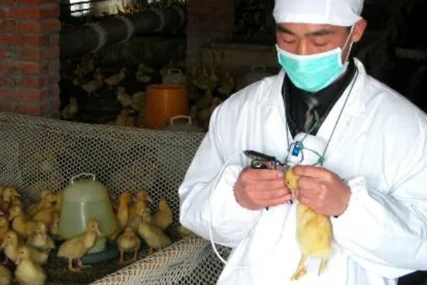 鹅苗打疫苗的位置,肩膀和胸部肌肉多的地方都是适宜选择