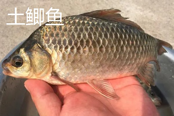鲫鱼的种类有哪些,有土鲫鱼、方正银鲫等