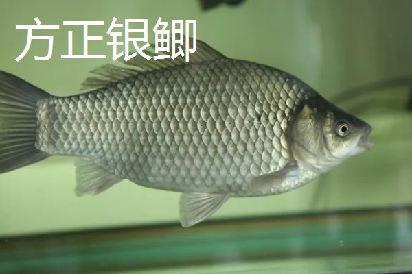 鲫鱼的种类有哪些,有土鲫鱼、方正银鲫等