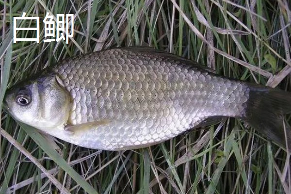鲫鱼的种类有哪些,有土鲫鱼、方正银鲫等