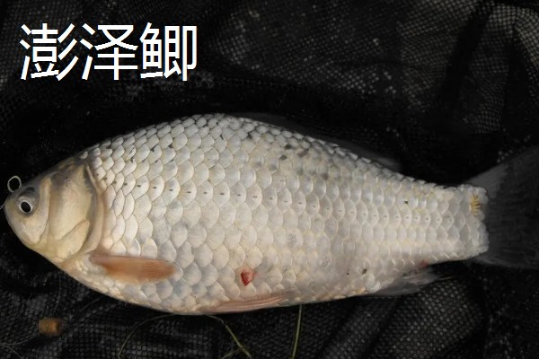 鲫鱼的种类有哪些,有土鲫鱼、方正银鲫等