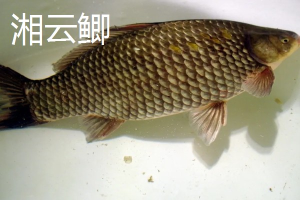 鲫鱼的种类有哪些,有土鲫鱼、方正银鲫等