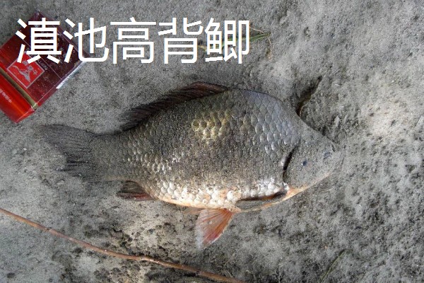 鲫鱼的种类有哪些,有土鲫鱼、方正银鲫等