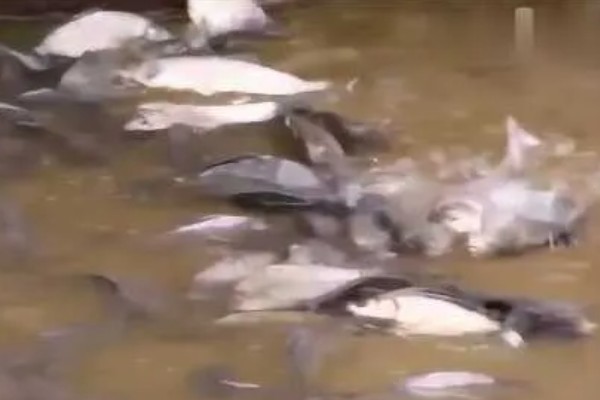 鲫鱼的种类有哪些,有土鲫鱼、方正银鲫等