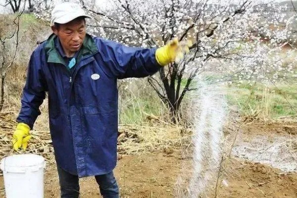 梨树用哪种复合肥,不同的生长阶段所需肥料不同