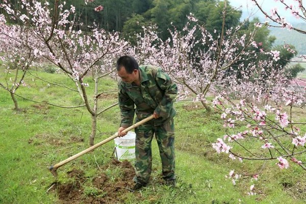 梨树用哪种复合肥,不同的生长阶段所需肥料不同