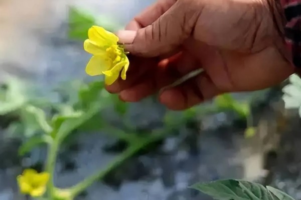5月份种西瓜过多长时间会成熟,早熟品种在8月份上旬左右成熟
