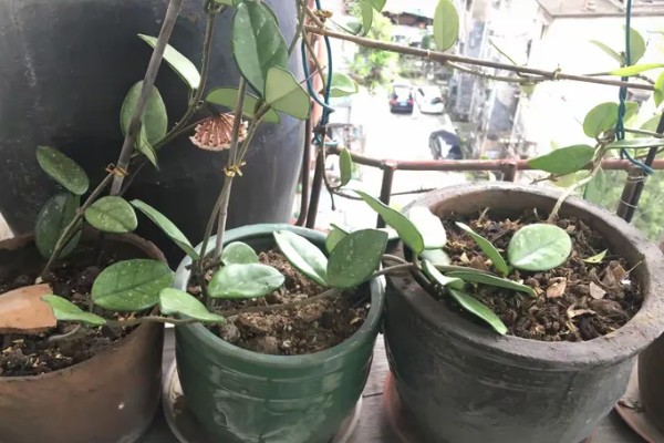 球兰有没有毒,球兰有毒,但是毒性极低
